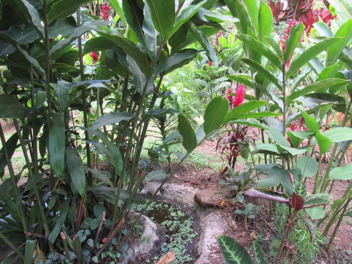 Finca Verde Lodge Bijagua Exterior photo
